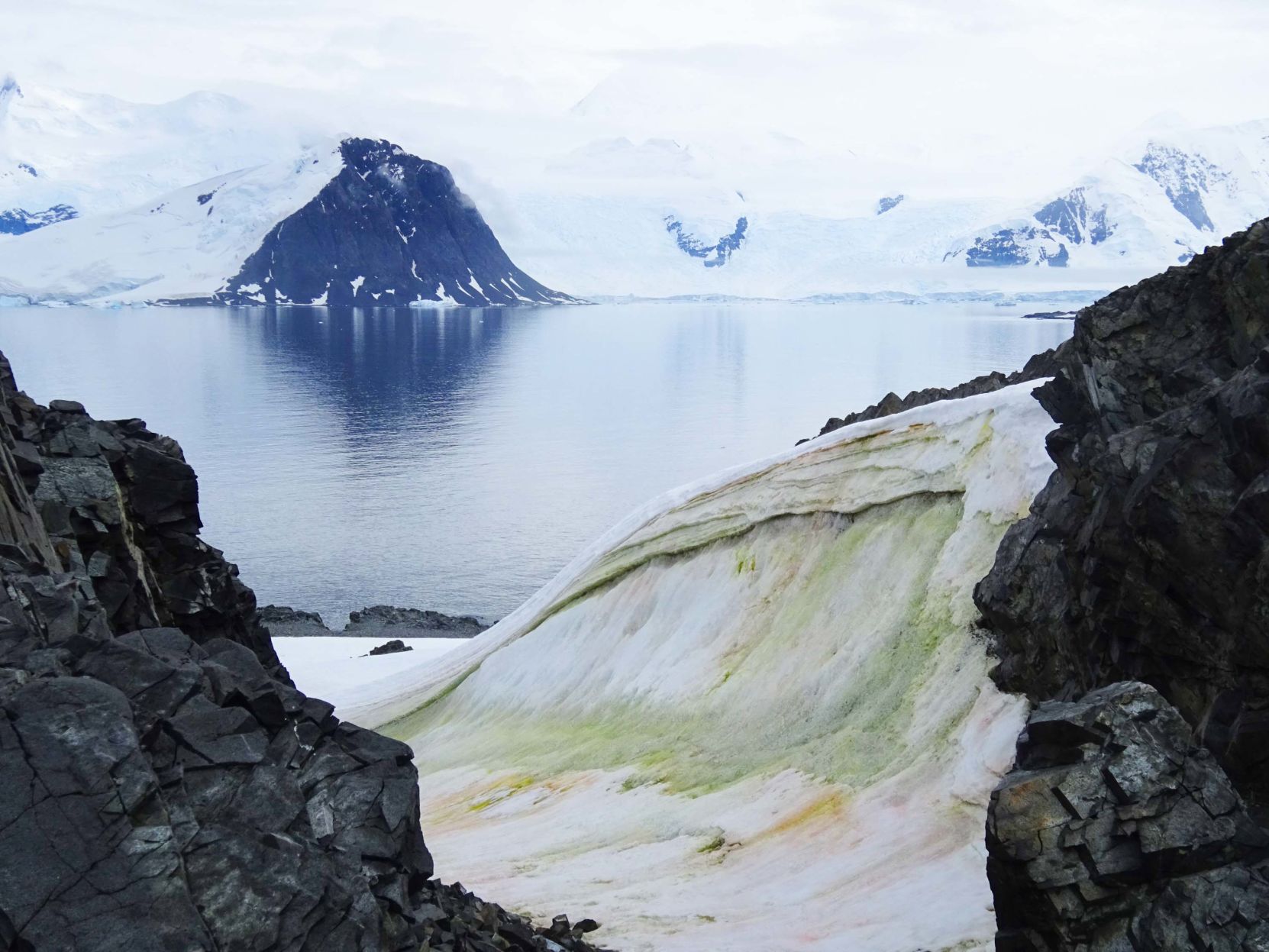 Snow algae